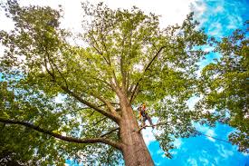 How Our Tree Care Process Works  in  Winthrop, MN