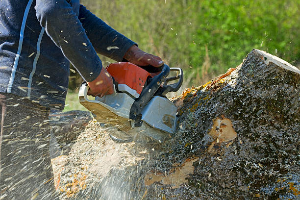 Reliable Winthrop, MN Tree Removal Solutions